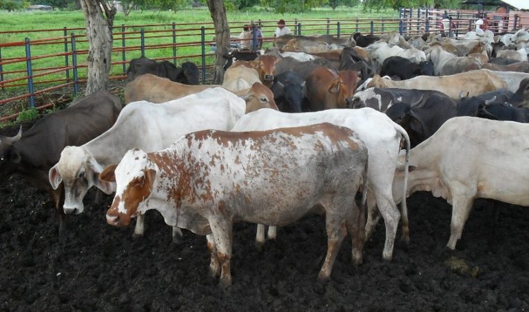 La producción de leche y carne está en manos de los ganaderos más jóvenes