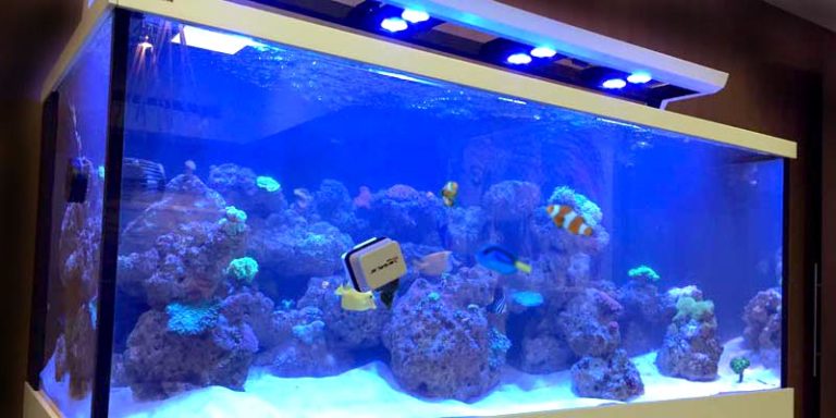 Acuarismo de agua salada, o “el lujo" de vivir con Nemo y Dory
