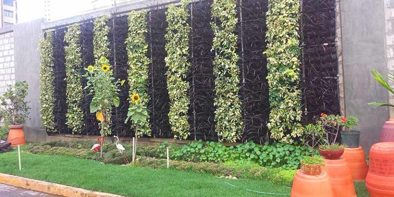 Jardines verticales, un negocio que “germina” en Maracaibo, con dividendos ambientales