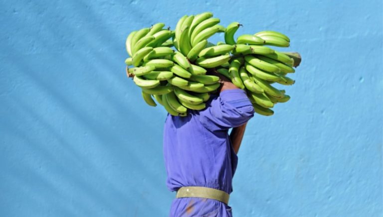 Fabrican harina de cambur verde en Venezuela como alternativa alimenticia