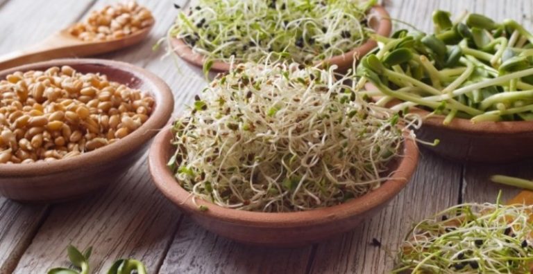 Alimentación viva: comer hongos, bacterias y levaduras para estar sano