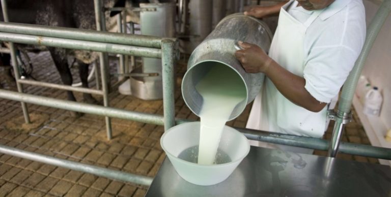 ¡Emergencia! Cada ganadero zuliano puede perder hasta 500 litros de leche diarios por fallas eléctricas