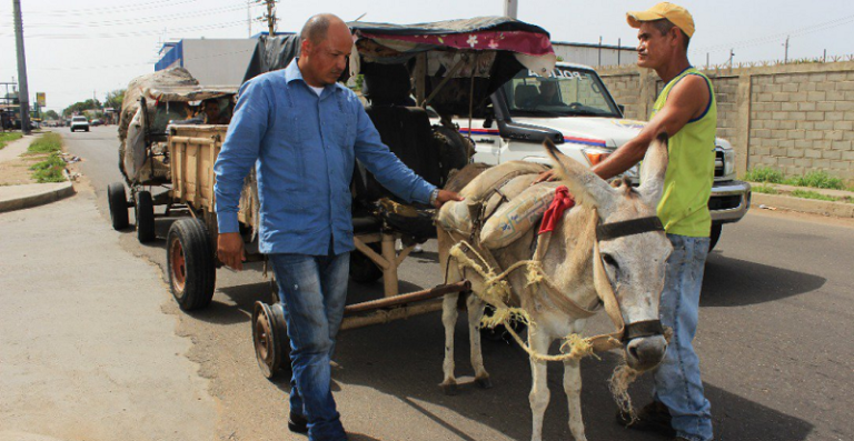 En medio del "caos" los burros de carga si tienen “dolientes”
