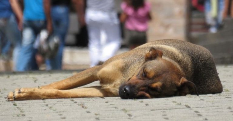Tres millones de perros callejeros venezolanos “celebran” su día
