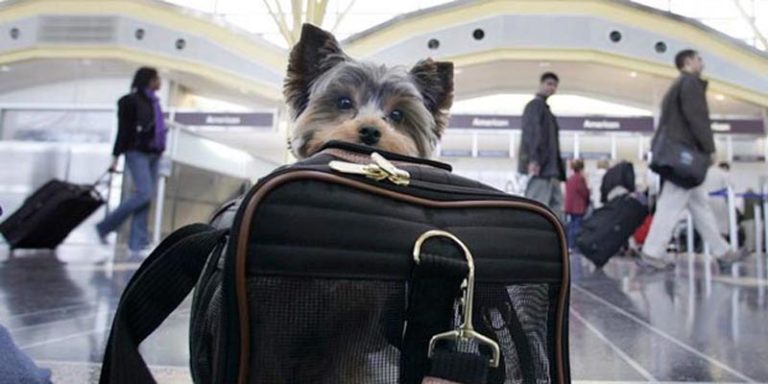 Mascotas Estelares: Resuelve "el trauma" de emigrar con animales