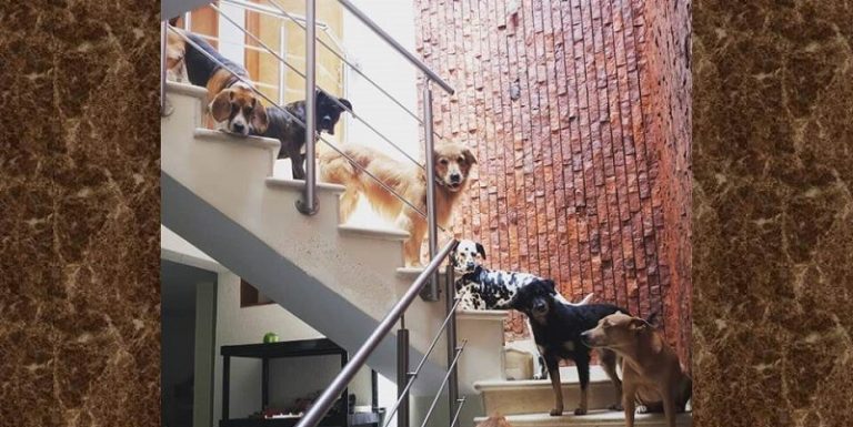 guardería canina