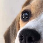 .El Centro Sambil Maracaibo anunció que el ingreso de mascotas a sus…