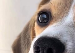Sambil «restringe» ingreso de mascotas. Se permitirán de Lunes a Viernes. Revisa por aquí las normas a cumplir