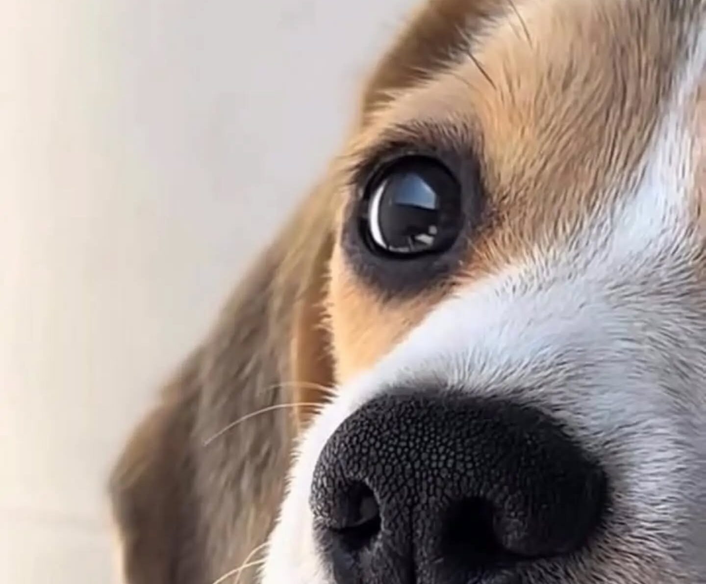 .El Centro Sambil Maracaibo anunció que el ingreso de mascotas a sus…